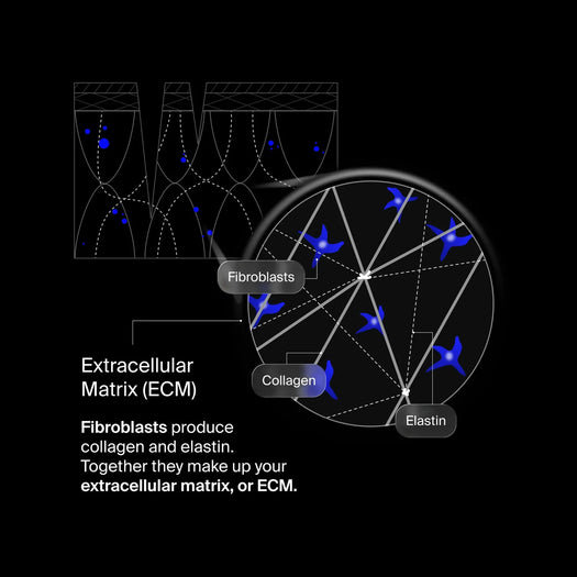 Extracellular Matrix Restore
