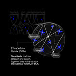 Load image into Gallery viewer, Extracellular Matrix Restore